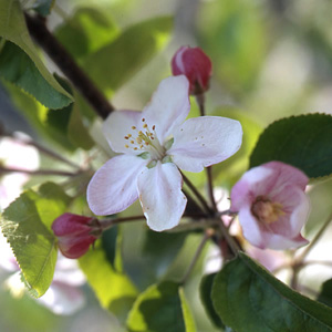 画像：りんごの花のイメージ写真