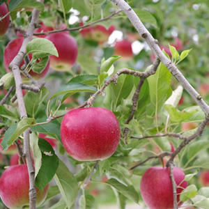 画像：りんごの木のイメージ写真