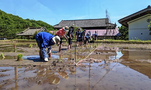 画像：田んぼに入ってお米を作っていただきます