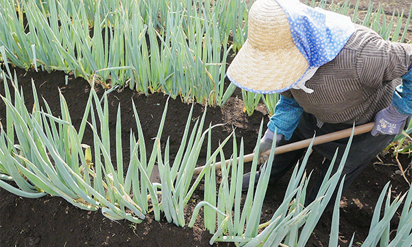 画像：農業技術教室（野菜づくり入門コース）のイメージ