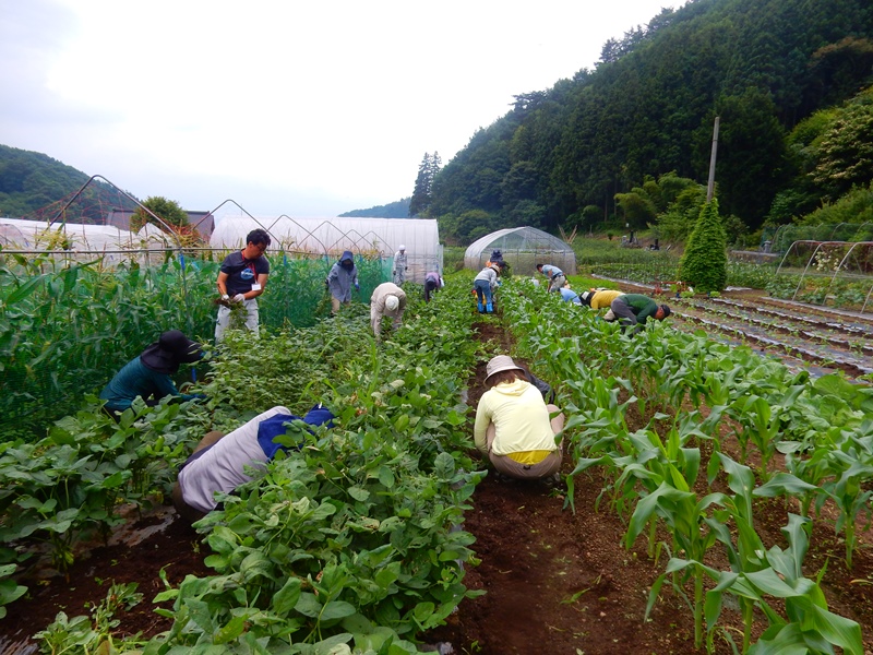 農業技術教室 第4回（2019年7月13日～14日）