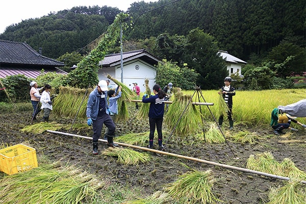 稲刈り