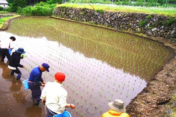 田植え