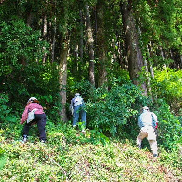里山の草刈り・山際の除伐