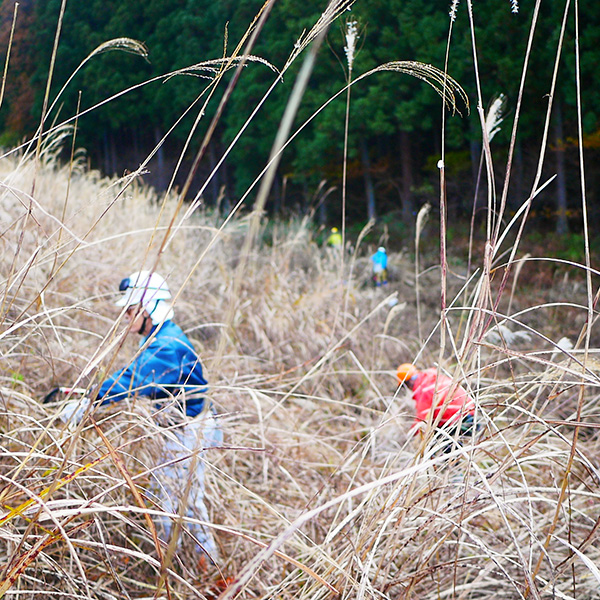 茅（ススキ）の収穫